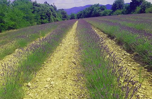 Envies en Lubéron - Foto 12