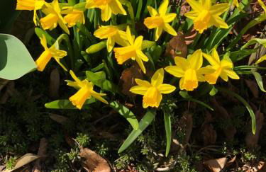 Haus bei der Linden Ferienwohnungen - Foto 57