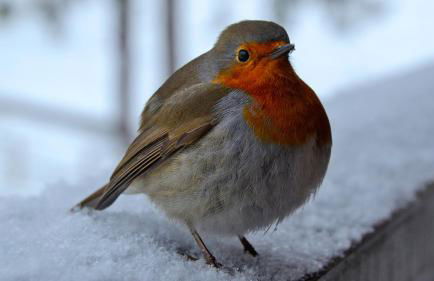 La plus belle vue de Luchon, MENAGE INCLUS - Foto 7