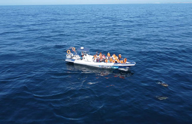 Avistamiento de delfines en Lagos - Foto 7