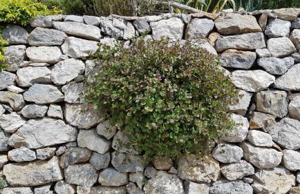 Ancient estate "Il Trignano" - Foto 34