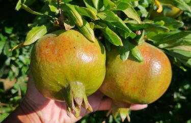 Hellios Alexandros - Foto 12