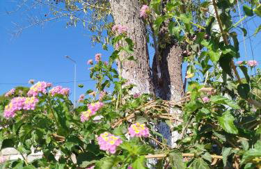 Nereids Apartments-Pronoe - Foto 6