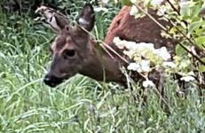 Ferienwohnungen Waldblick - Foto 24