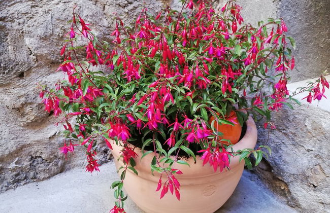 Les insolites de Champeix - Foto 33