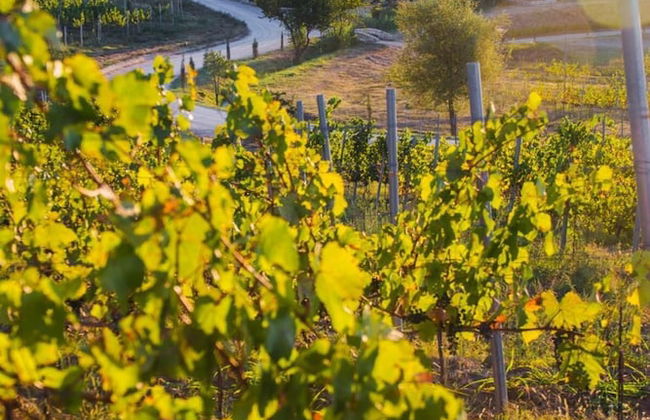 Zornitza Family Estate Relais & Chateaux - Photo 53