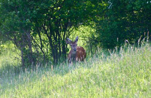 Brown Deer - z Sauną na Tarasie, Jacuzzi i Widokiem na Góry - by Deer Hills Luxury Apartments - Foto 69