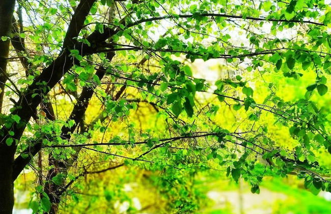 Central Penthouse Navigator - Foto 11