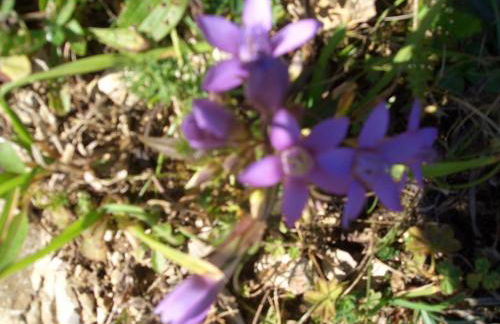 Ferienhaus Lang - Foto 24