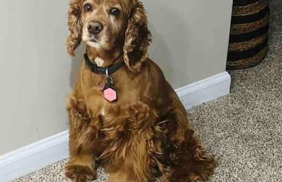 Valley Vista-Mins to SkylineDrive-Hot Tub-King, Queen Beds - Foto 25