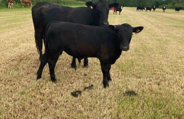 Rew Farm Country and Equestrian Accommodation - Sunset Lodge - Photo 27