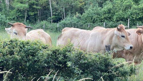 Templar House With Pool Near Chablis - Foto 3