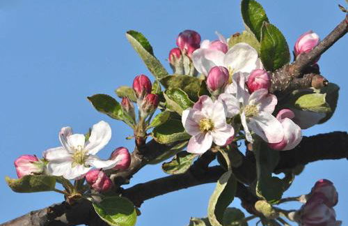 Ferienwohnung Rudis Obstgarten - Foto 26