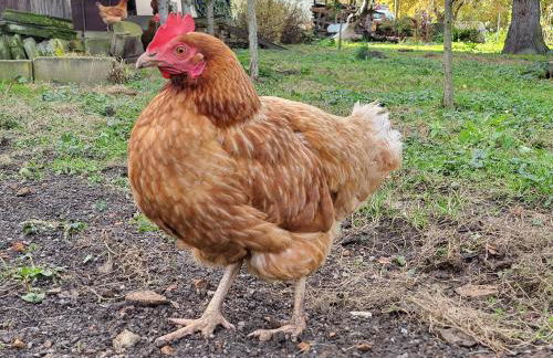 Ferienwohnung Am Wasserturm mit kleinem Bauernhof - Foto 37