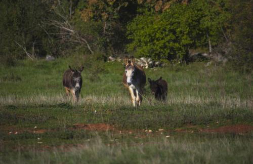 Villa Franka 113 - Foto 55