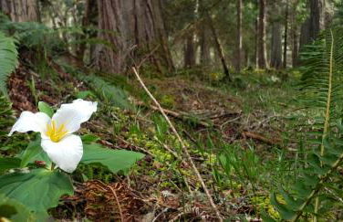 Blissful Solitude Cottage - Foto 51