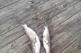 Lake Saint Louis Family Friendly Lakefront Retreat - Foto 71