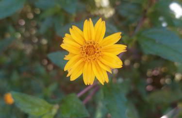 Casa Canto Verde - Foto 59