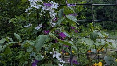 Domaine du KleinHammer - Foto 2