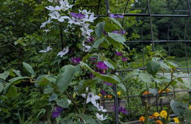 Domaine du KleinHammer - Foto 2