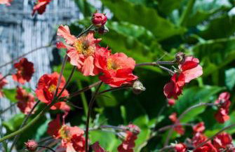 Cottage Corner NI - Foto 37