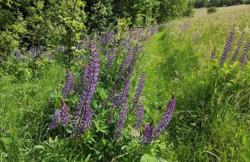 Srokowski Dwór 1 - Stara Kuźnia - Prywatna Sauna ! - Foto 38