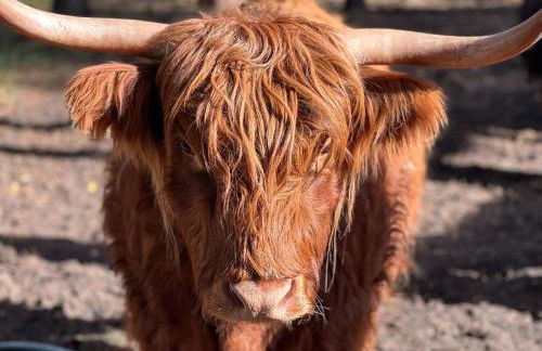 Wildpark Johannismühle - Foto 7