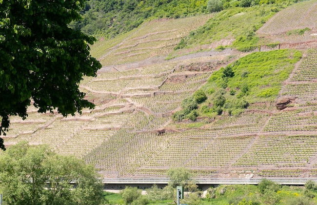 Haus Junge Traube - Photo 43