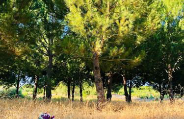 Casas das Piçarras - Alentejo - Foto 11