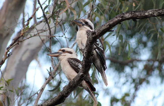 Airlie Beach Eco Cabins - Adults only - Photo 76