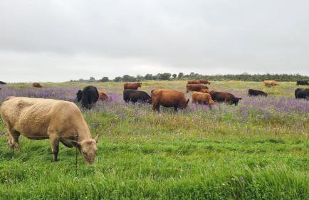 Casas do Monte - Foto 19