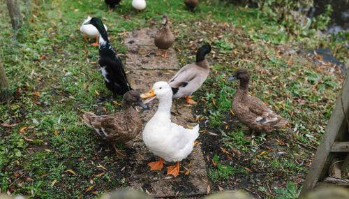 The Granary Smeeth - Foto 5