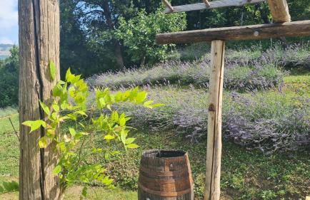 Tana della Lavanda - Photo 52