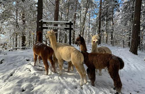 TOP moderne FeWo - Alpakahof zum Himmelreich, traumhafte Lage, Terrasse mit Weitblick, kostenfreier Parkplatz, Nähe Kurklinik, optional Sauna - Foto 27