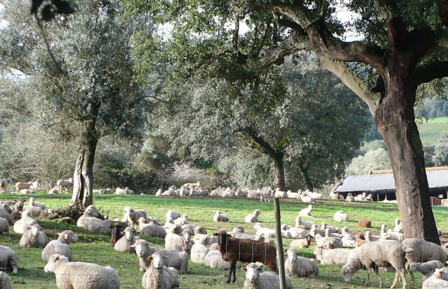 Quinta Retreat With Pool and Olive Grove - Foto 46