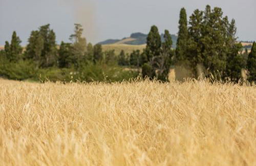 Agriturismo La Valle della Lavanda - Podere Mezzastrada - Foto 21