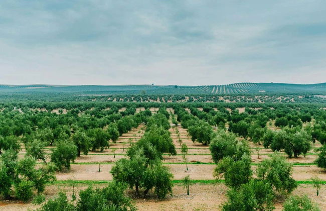 Visita à fazenda Badenes - Aires de Jaén com degustação de azeites - Foto 7