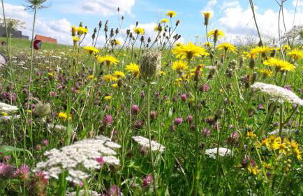 Gemütliches Häuschen im Alten Land - Foto 22