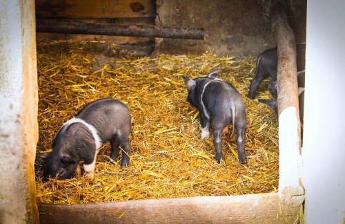 piccolo casale a "le Moline" in una vera fattoria - Foto 11