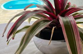 Casa Privativa Prox Expoville e Centro Com 2 Suítes - Photo 22