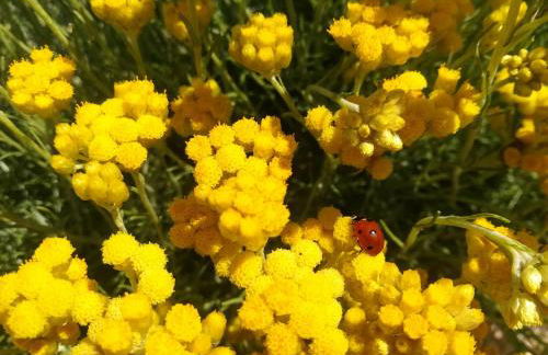 Cortijo Claudia - Foto 52