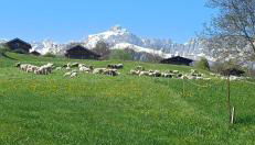 Gîte Les Aravis - Foto 5, Garden