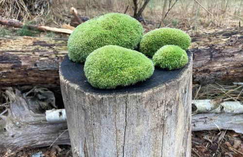 Ferienloft Libela Straupitz im Spreewald - Foto 26