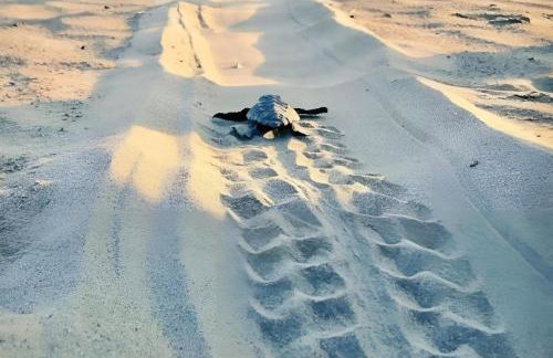 Evilion house inTholo. Sea, nature, relaxation! - Foto 75