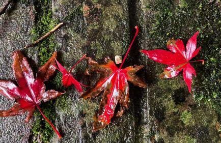 Historic, traditional & Spacious Wiltshire Cottage - Foto 42