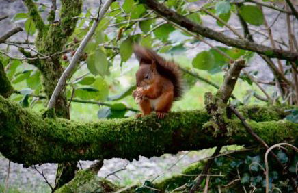 Cross Haw Cottage - Foto 27