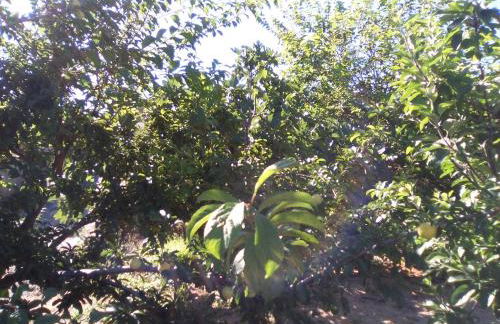 Casa de los abuelos - Foto 63