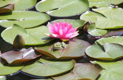 FeWo - Wohlfühlambiente & Gartenparadies - Foto 29