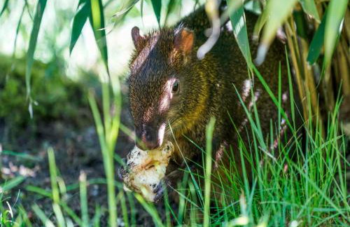 Luxuszelt im Serengeti Park - Foto 34