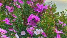 Recanto J&R - Foto 3